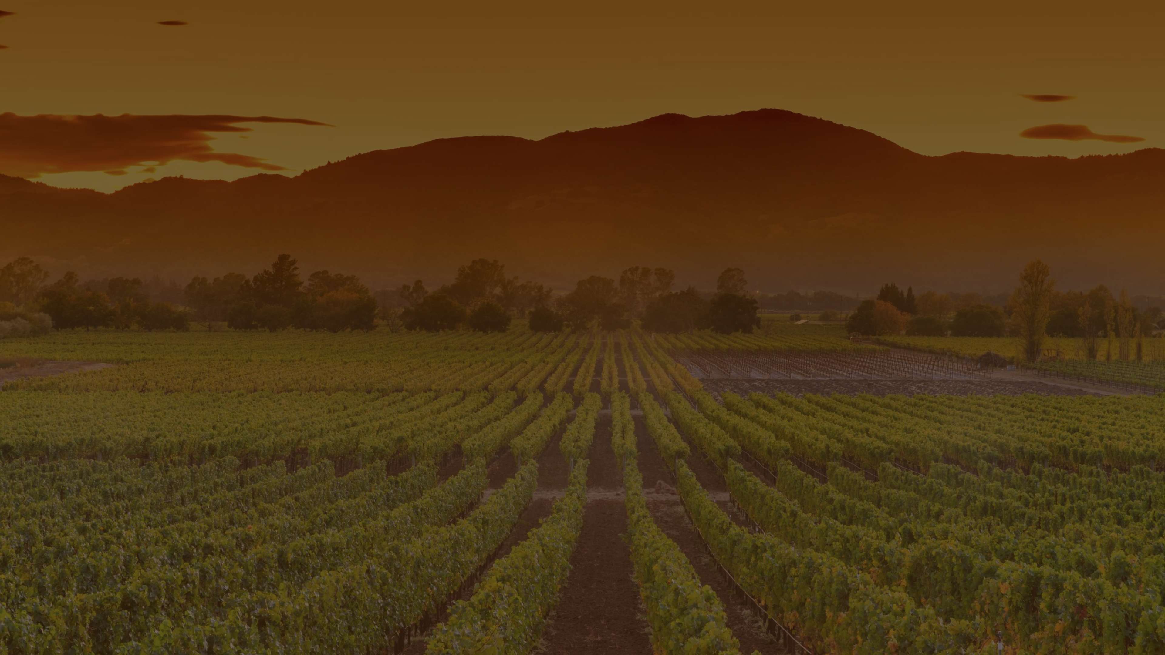 Montes Wines / Napa Angel